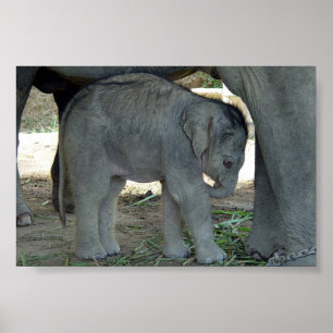 Affiches Copie d'éléphant de bébé