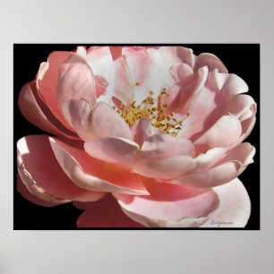 Affiches Copie démodée d'affiche de rose de rose