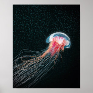 Affiches Copie d'illustration de créature de mer profonde