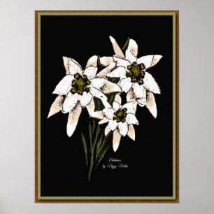 Affiches Copie d'illustration d'edelweiss