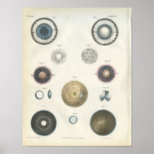 Affiches Copie interne d'anatomie d'oeil humain