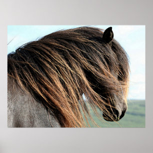 Affiches Copie islandaise d'affiche de portrait de cheval