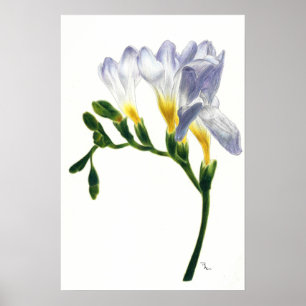 Affiches Copie mauve de freesias