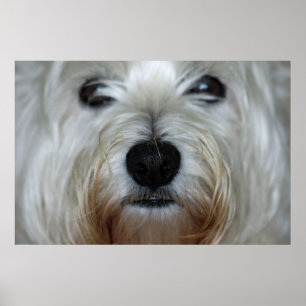 Affiches Copie mignonne de toile de Westie