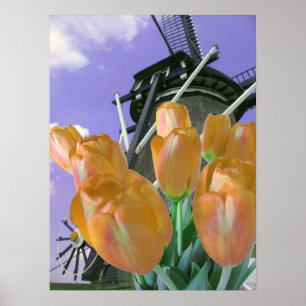 Affiches Copie orange d'affiche de moulin à vent de tulipe