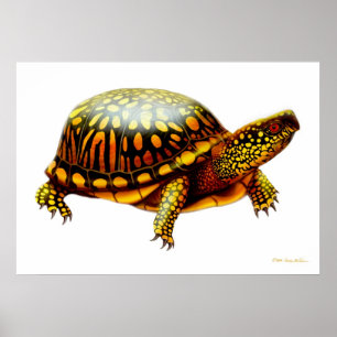 Affiches Copie orientale de tortue de boîte