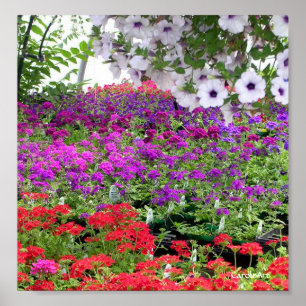 Affiches Copie pourpre de profusion de fleur