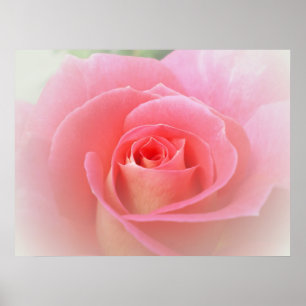Affiches Copie romantique de rose de rose
