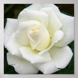 Affiches Copie rose d'affiche de significations