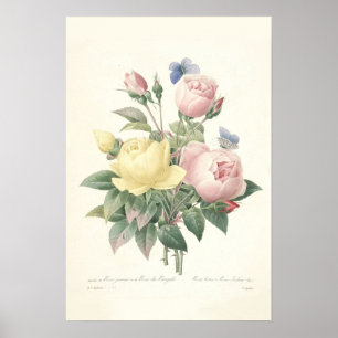 Affiches Copie rose de du Bengale Canvas