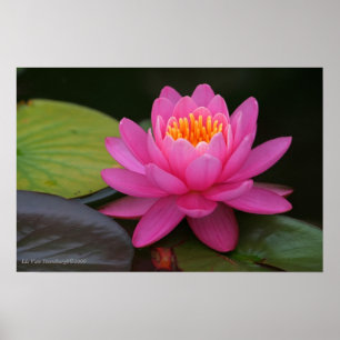 Affiches Copie rose de fleur de Lotus