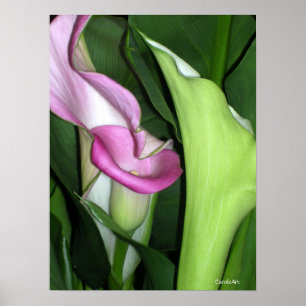 Affiches Copie sinueuse de zantedeschias