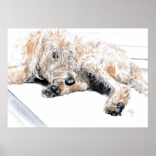 Affiches Copie somnolente de Labradoodle