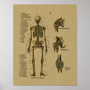 Affiches Copie squelettique d'anatomie allemande vintage