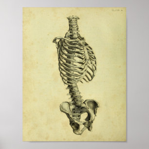 Affiches Copie squelettique d'anatomie de 1824 humains