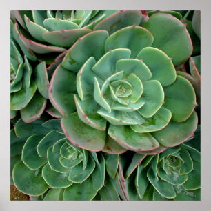 Affiches Copie succulente