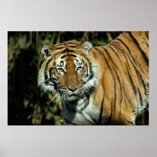 Affiches Copie : Tigre malais