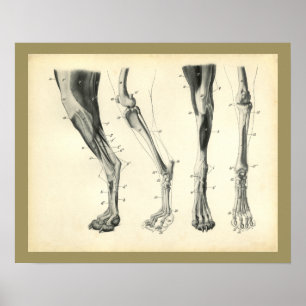 Affiches Copie vétérinaire d'anatomie de muscle d'os de
