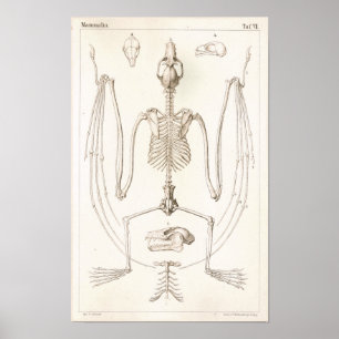 Affiches Copie vétérinaire squelettique d'anatomie de batte