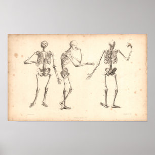Affiches Copie vintage d'anatomie de 1833 squelettes