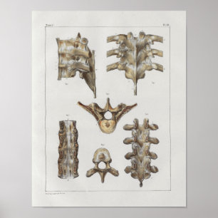 Affiches Copie vintage d'anatomie de l'épine 1867