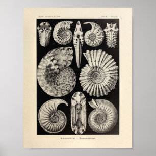 Affiches Copie vintage d'art d'Ernst Haeckel de couleur