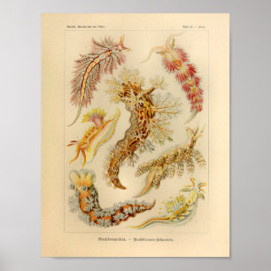Affiches Copie vintage d'art d'Ernst Haeckel de couleur de
