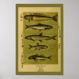 Affiches Copie vintage d'histoire naturelle de vairon