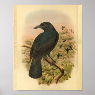 Affiches Copie vintage d'oiseau de corneille de paradis