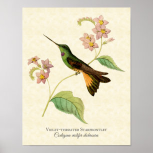 Affiches copie Violet-throated d'art de colibri de