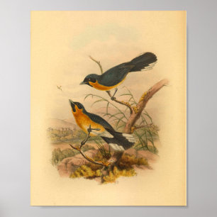 Affiches Coppingles Flycatcher Bird Imprimer Vintage