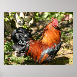 Affiches coq
