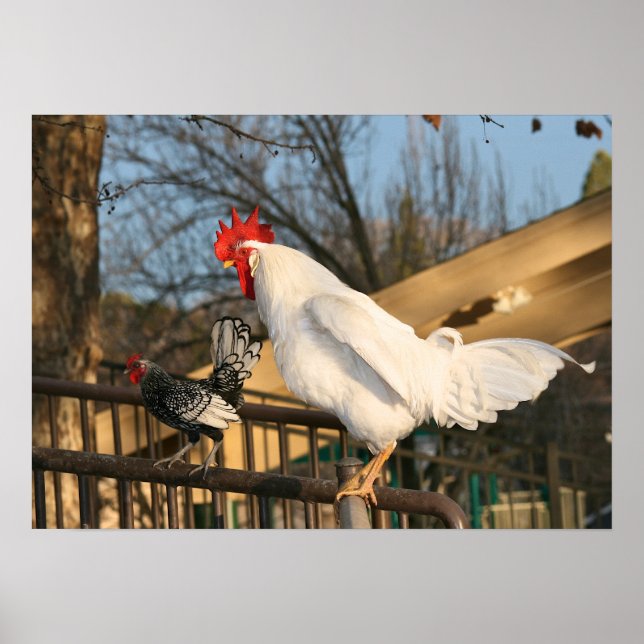 Affiches Coq "Bantam & Sebright" (Devant)