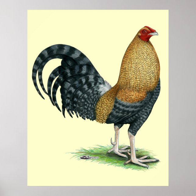 Affiches Coq de combat : Dom ou Crele (Devant)