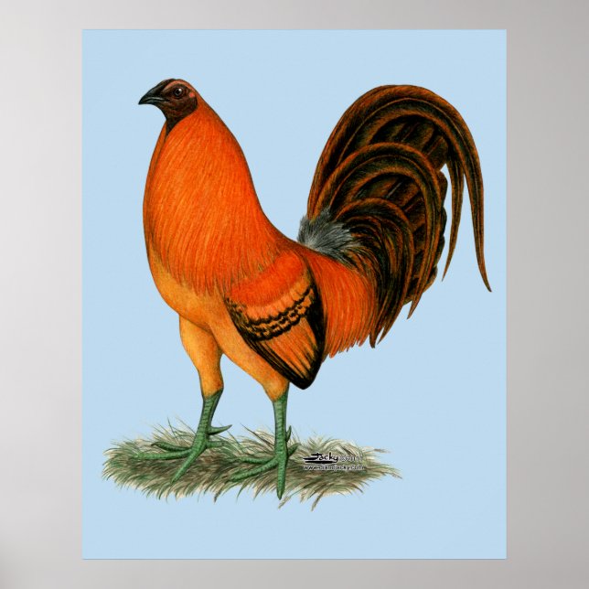 Affiches Coq de combat Ginger Rouge (Devant)