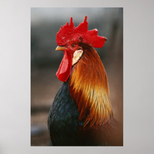 Affiches Coq domestique de basse-cour