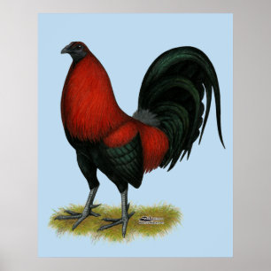 Affiches Coq Rouge Noir BB Américain