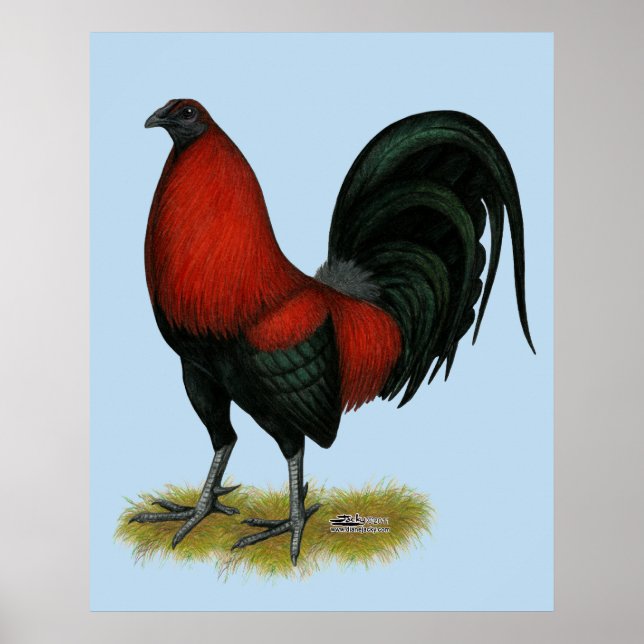 Affiches Coq Rouge Noir BB Américain (Devant)