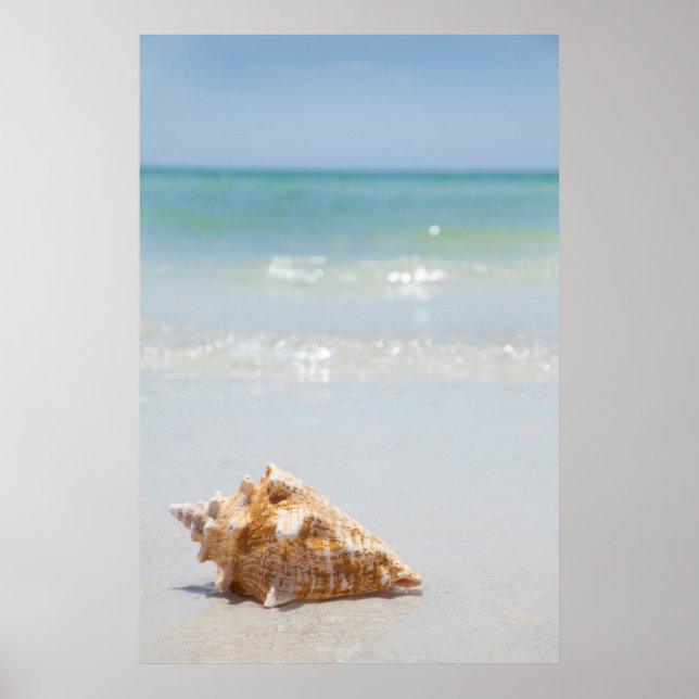 Affiches Coque Conch Sur La Plage | Floride, Saint-Pétersbo (Devant)