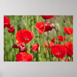 Affiches Coquelicots