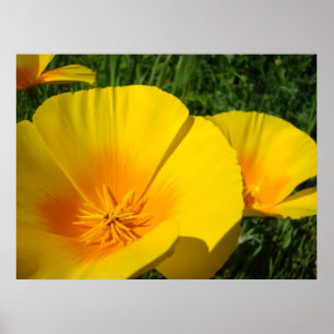 Affiches COQUELICOTS D'ART DE BUREAU Coquelicots Fleurs 4 I
