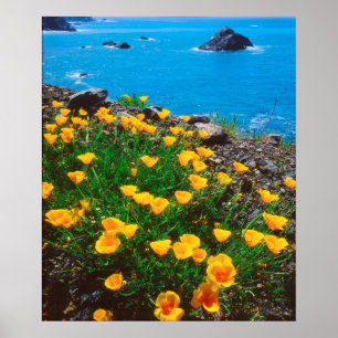 Affiches Coquelicots le long de la côte Pacifique