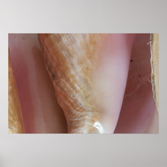 Affiches Coques conch (Devant)