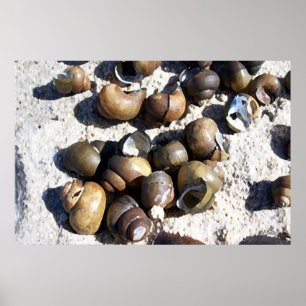 Affiches Coques SNAIL