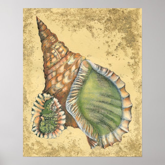 Affiches Coquillage Brown et vert (Devant)