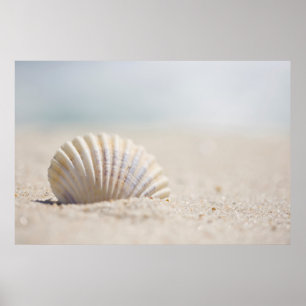 Affiches Coquillage de mollusque