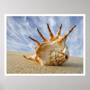 Affiches Coquillage Spider Conch sur sable de plage