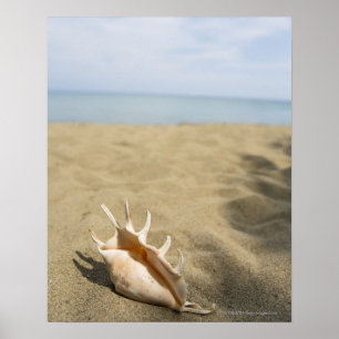 Affiches Coquillage sur la plage sablonneuse