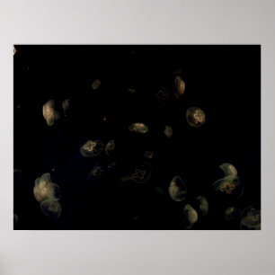 Affiches Coquillages blancs