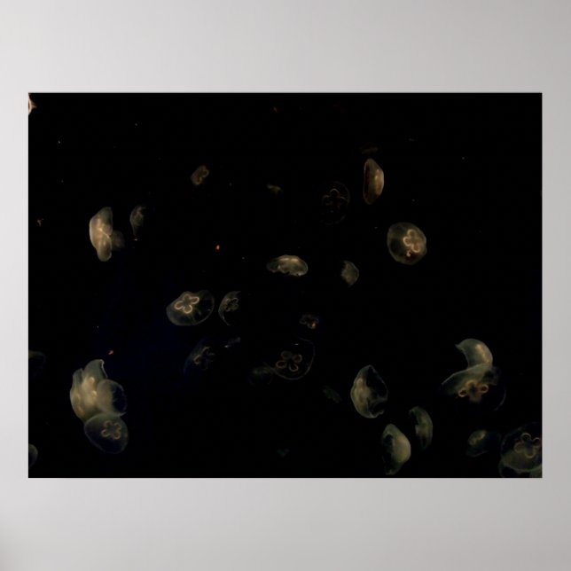 Affiches Coquillages blancs (Devant)